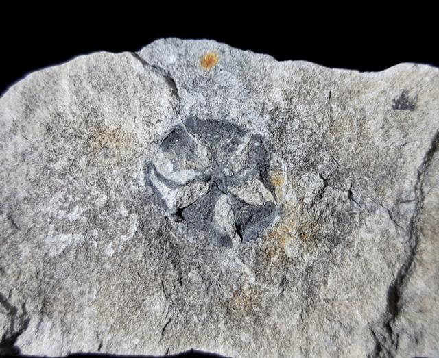 Zapfen von Metasequoia sp. HU & CHENG 1948 - Bild © FossNet FossilienStore
